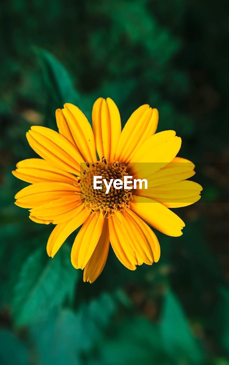 Close-up of yellow flower