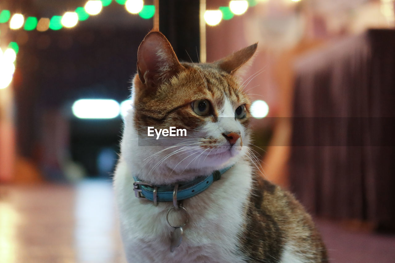 Close-up of a cat looking away