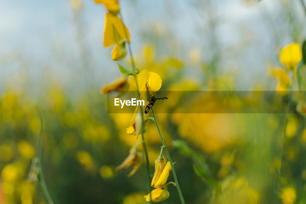 CLOSE-UP OF INSECT ON YELLOW FLOWERING PLANTS