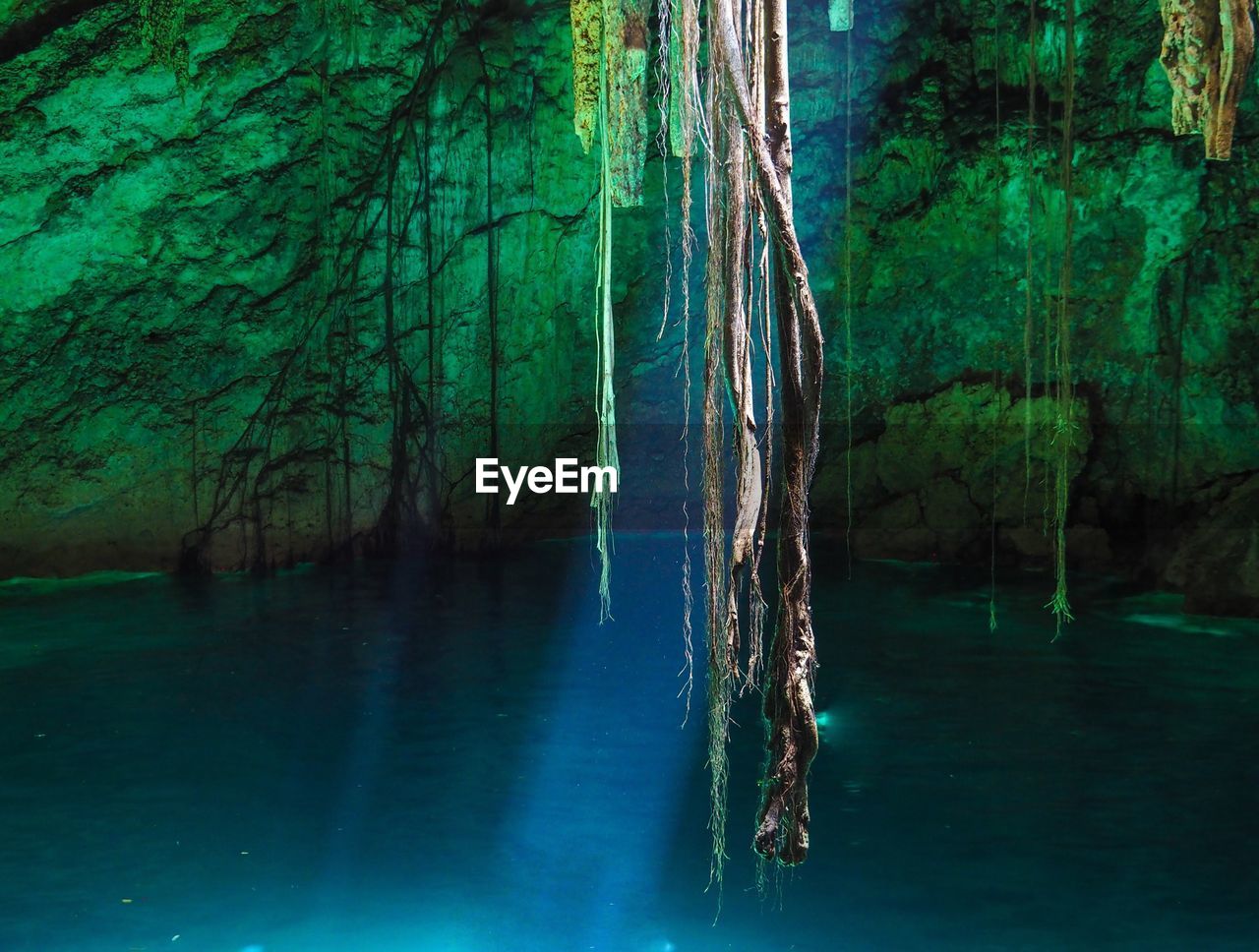 Aerial roots hanging over lake in forest at night