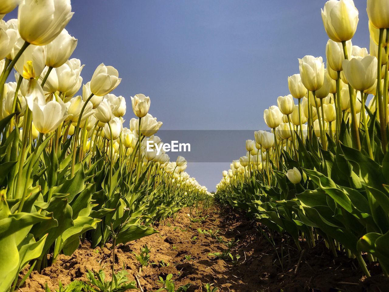 Close-up of plants growing on field against clear sky