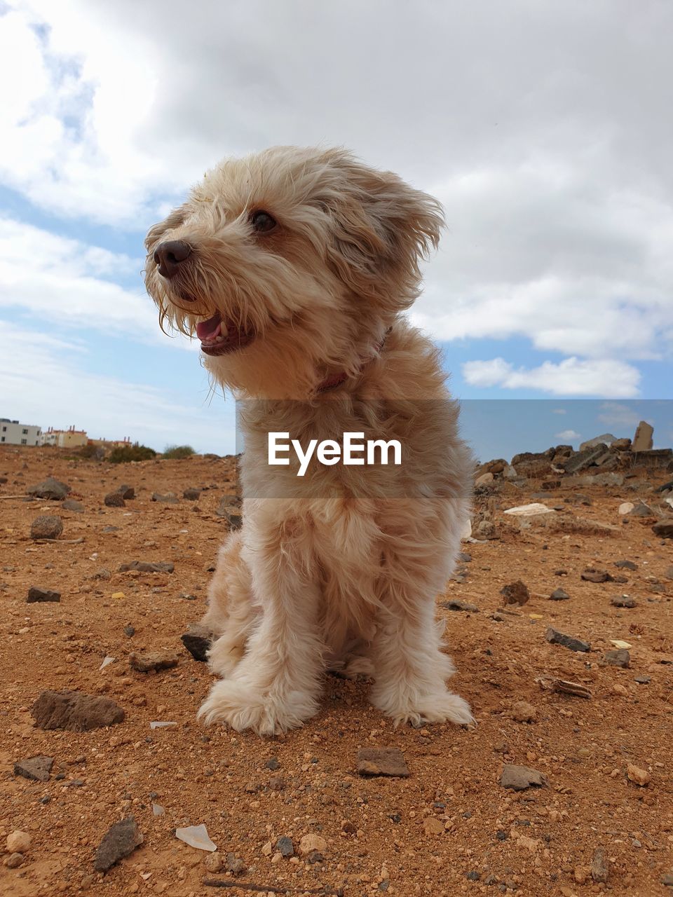 portrait of dog on sand at desert