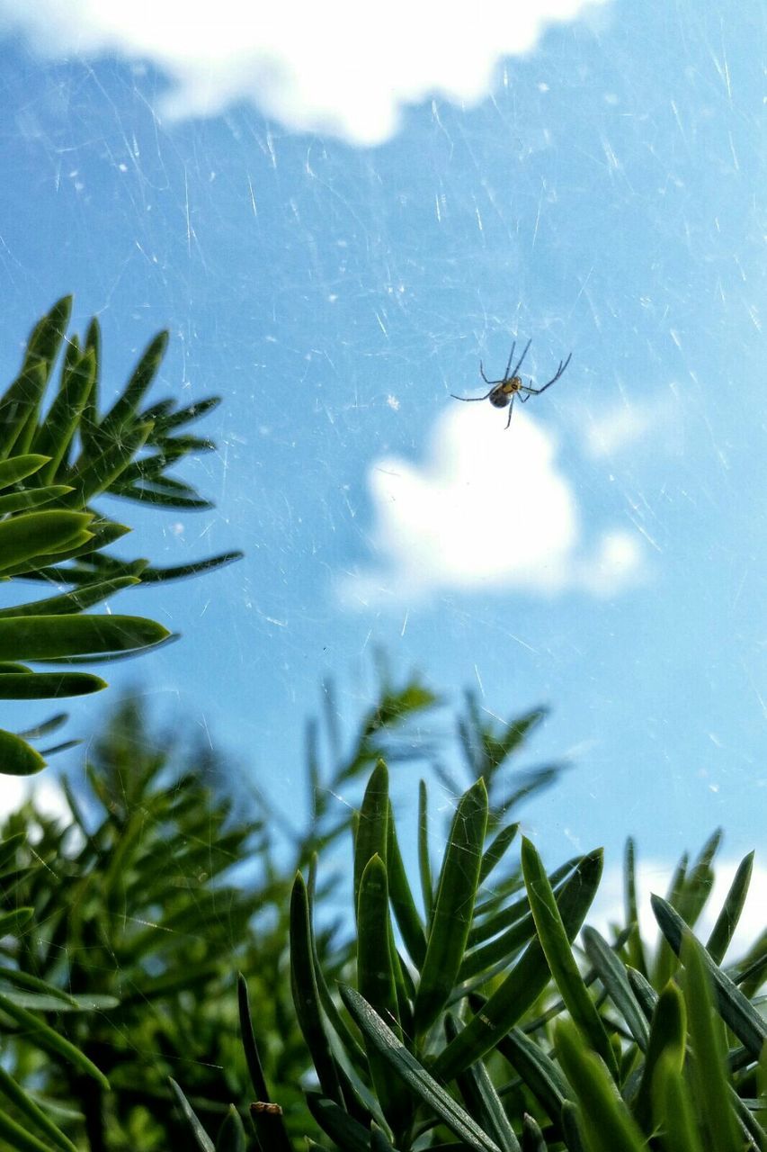 Spider on web against cloudy sky