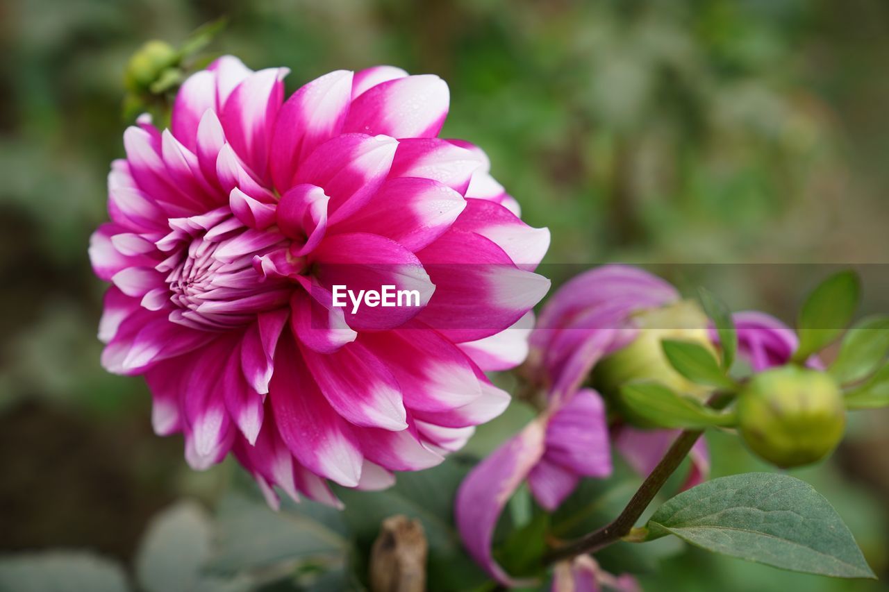 CLOSE-UP OF PINK FLOWERS