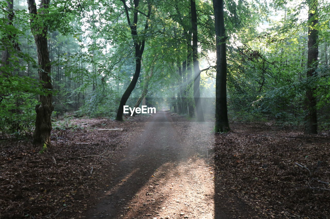 View of trees in forest