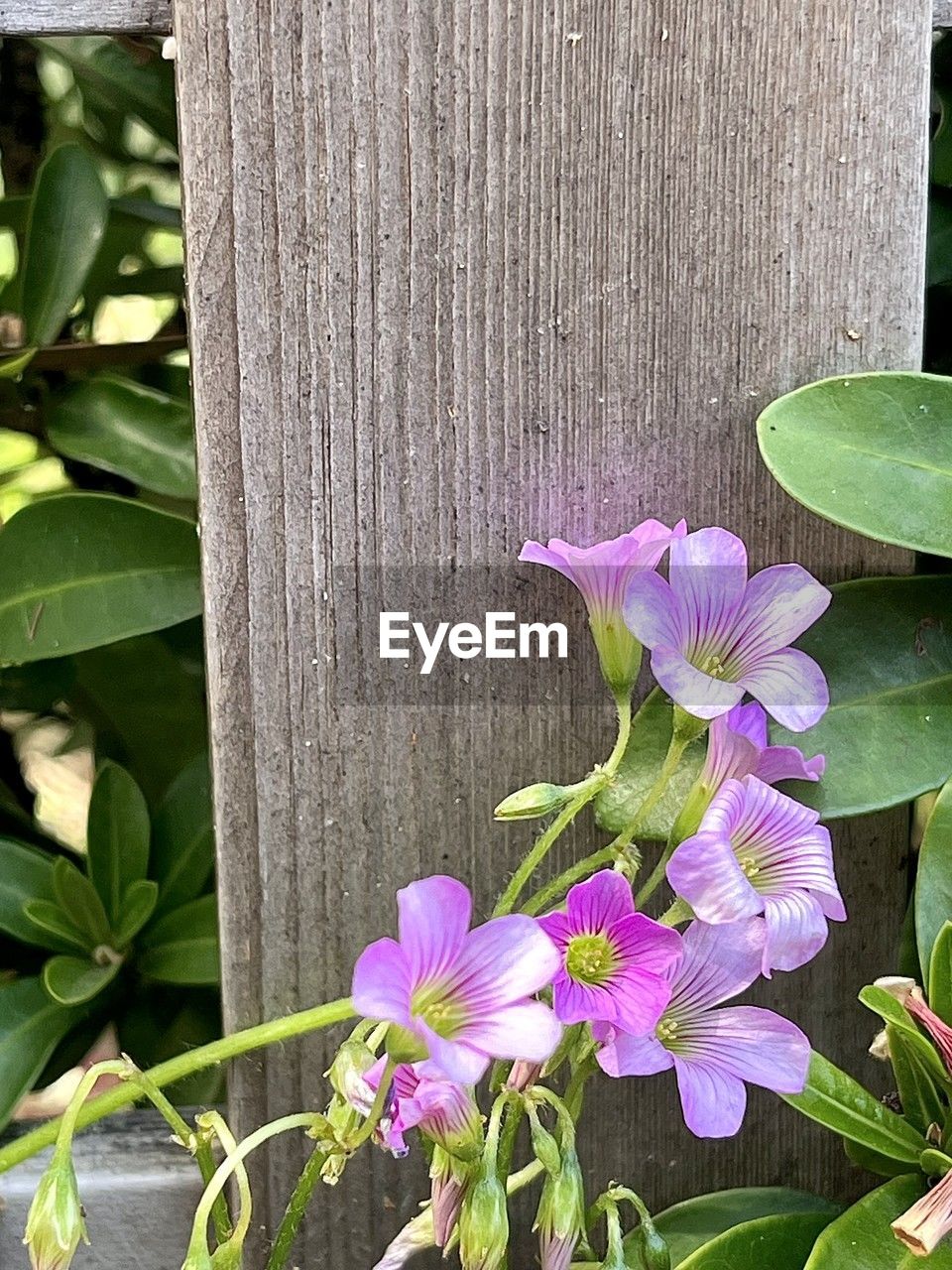 plant, flower, flowering plant, beauty in nature, leaf, freshness, plant part, nature, growth, fragility, pink, close-up, petal, purple, no people, flower head, inflorescence, day, fence, green, outdoors, wood, blossom, botany, springtime
