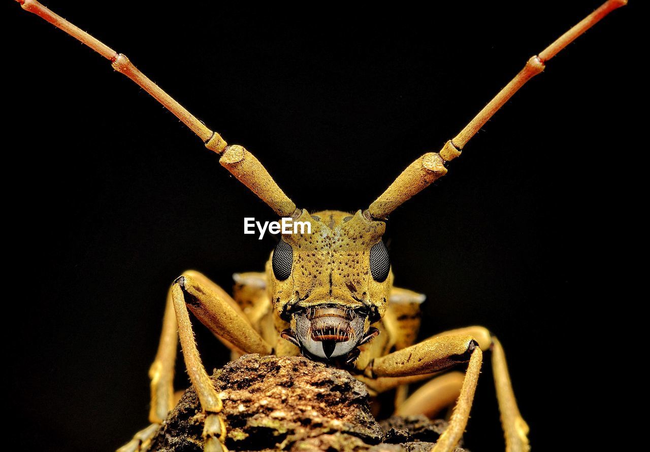 Close-up of   longhorn beetle insect against black background