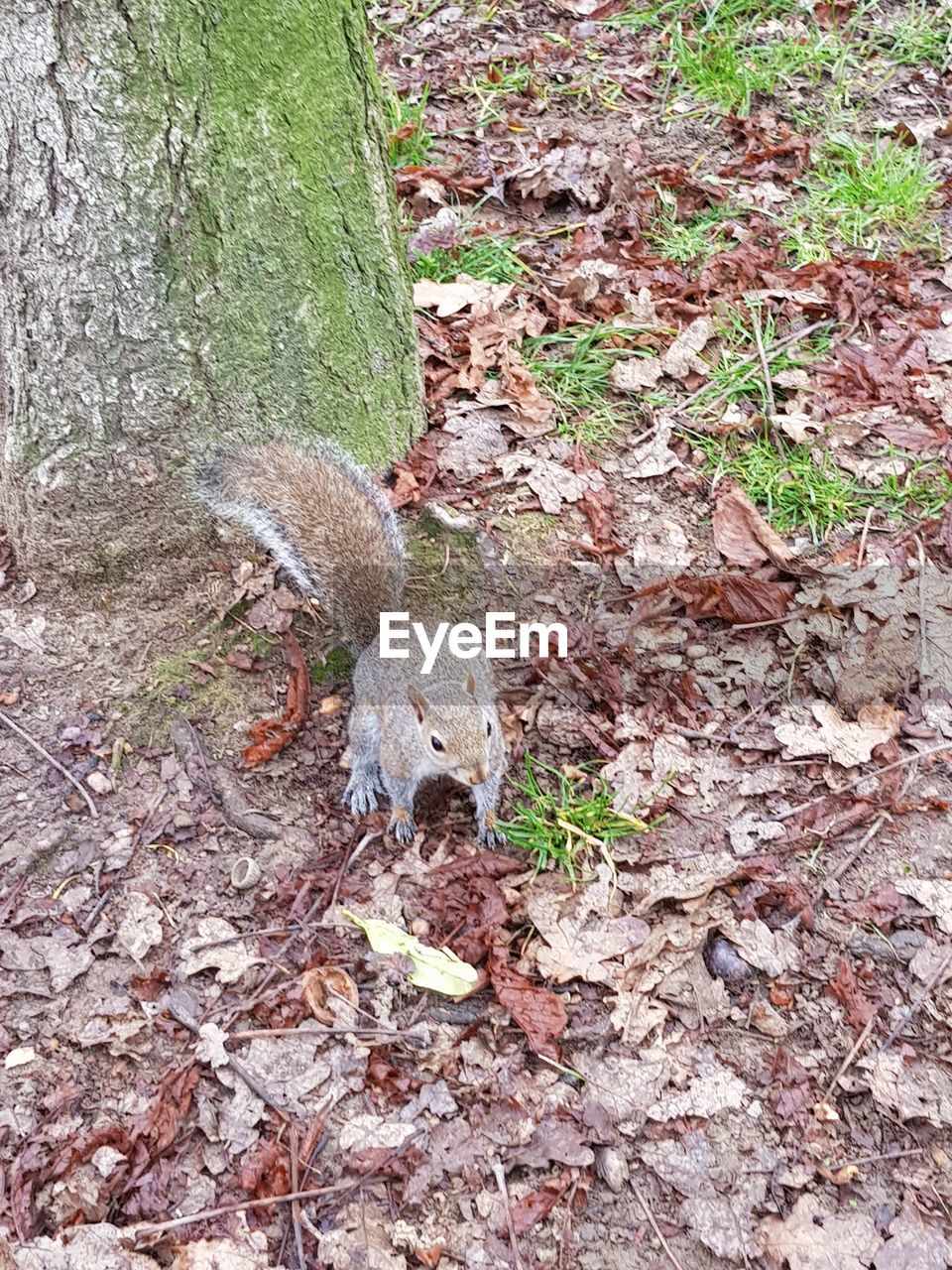 HIGH ANGLE VIEW OF SQUIRREL ON TREE STUMP IN FIELD