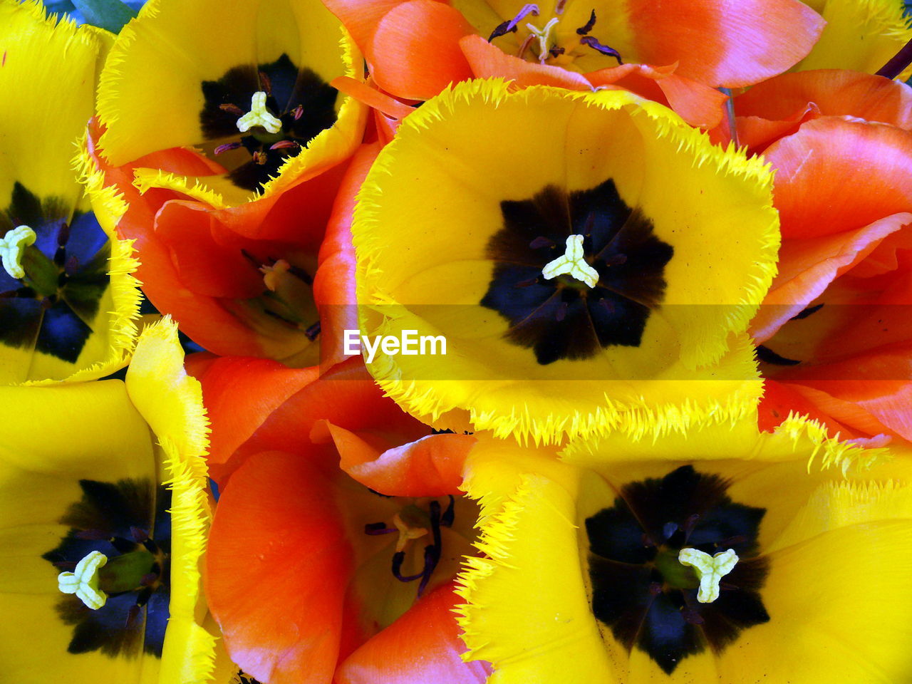 CLOSE-UP OF MULTI COLORED FLOWERS