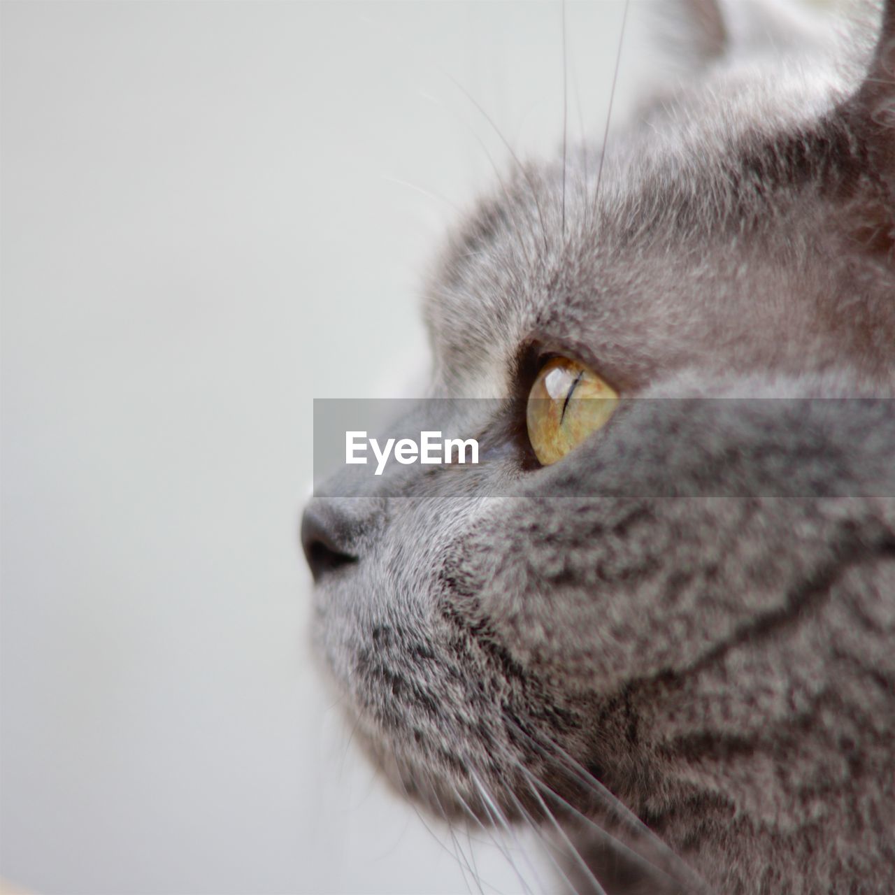 Close-up of british shorthair cat