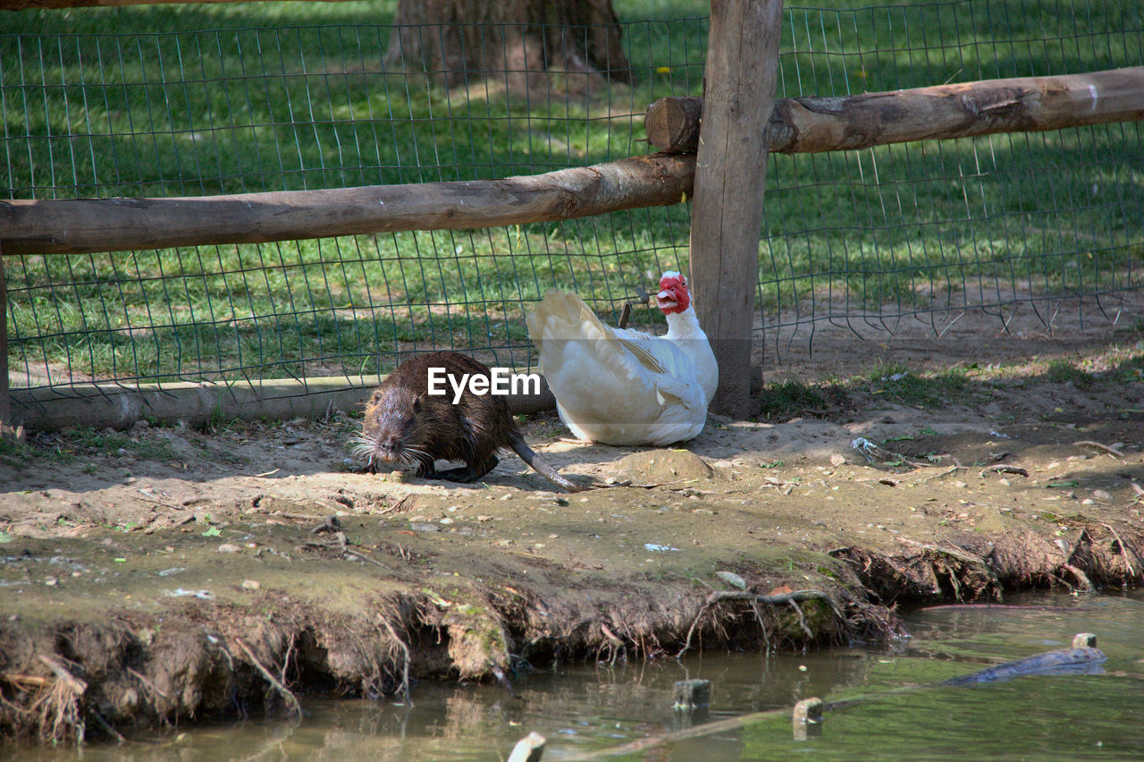 VIEW OF BIRDS IN GRASS