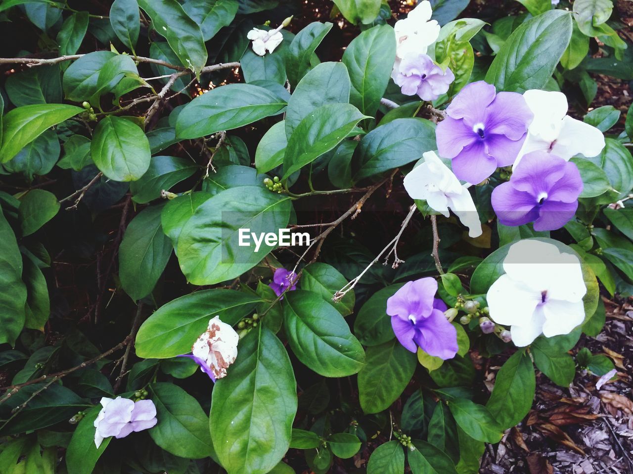 Close-up of flowers on plant