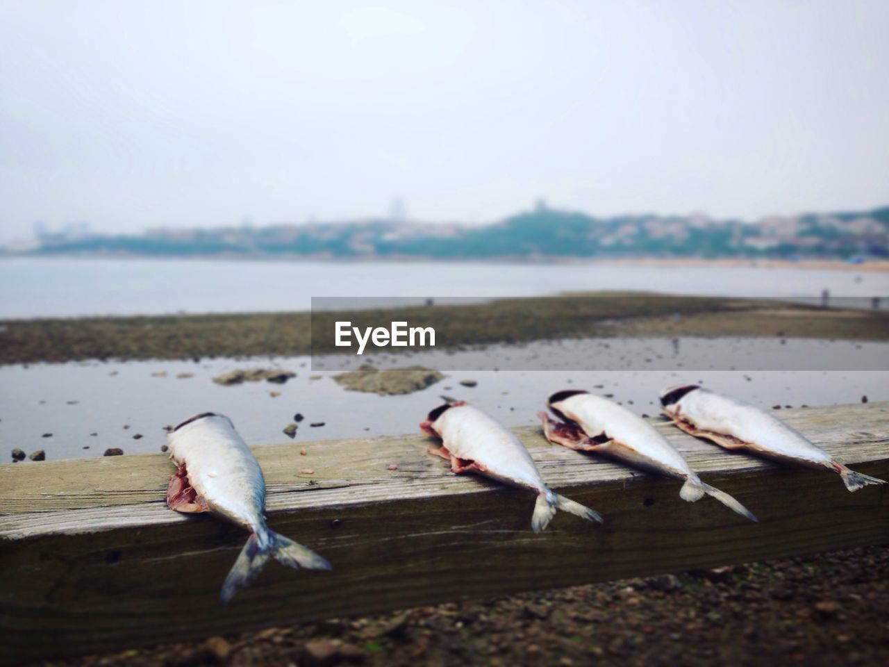 Close-up of dead fishes against lake