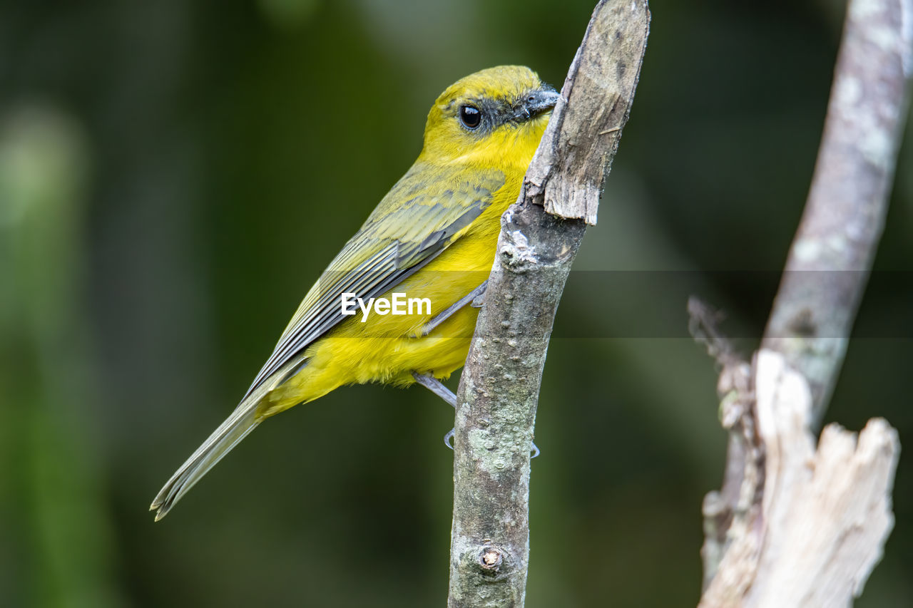 Bornean whistler pachycephala hypoxantha or bornean mountain whistler perch on branch