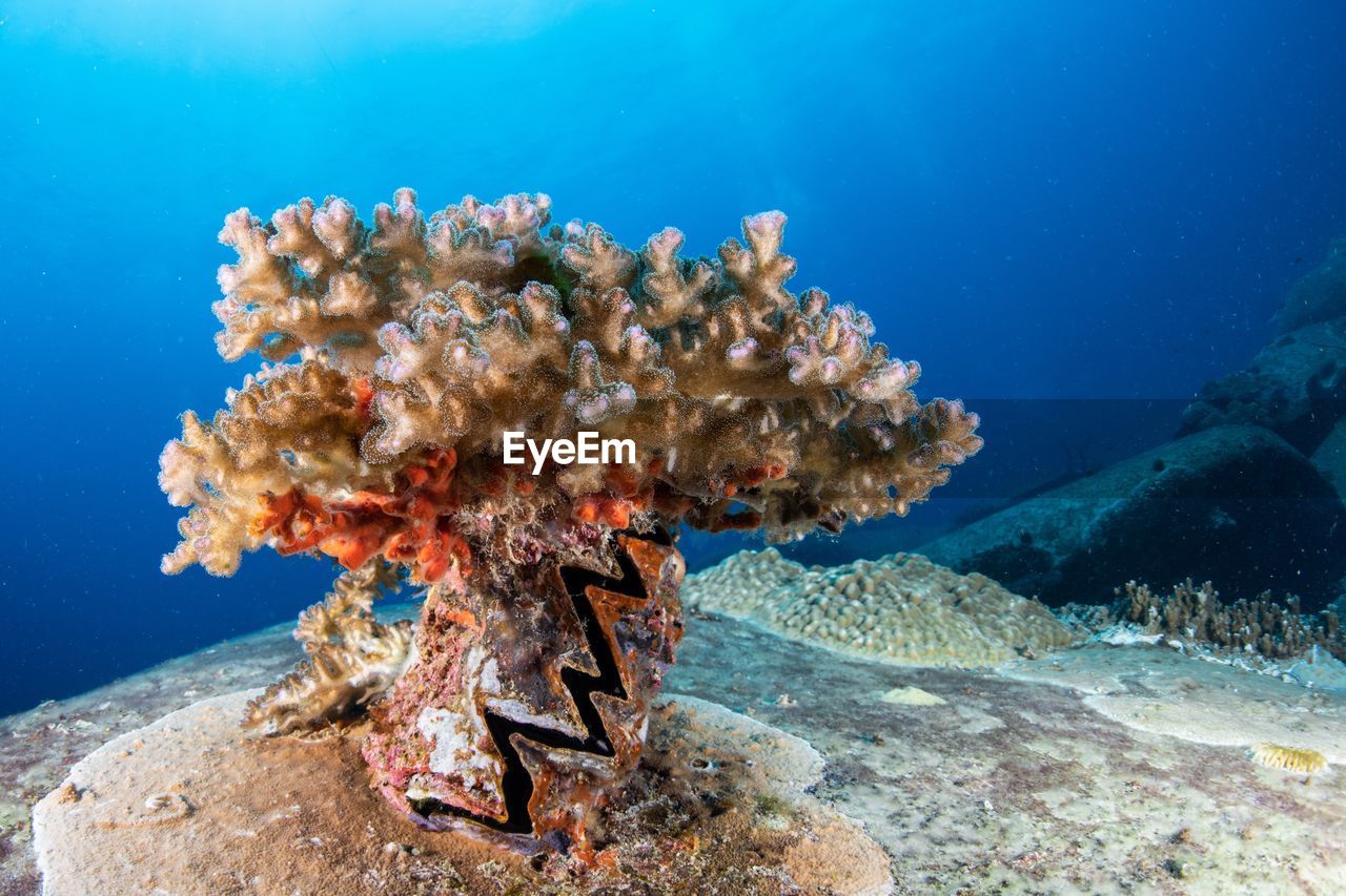 Hard coral growing on a giant clam shell