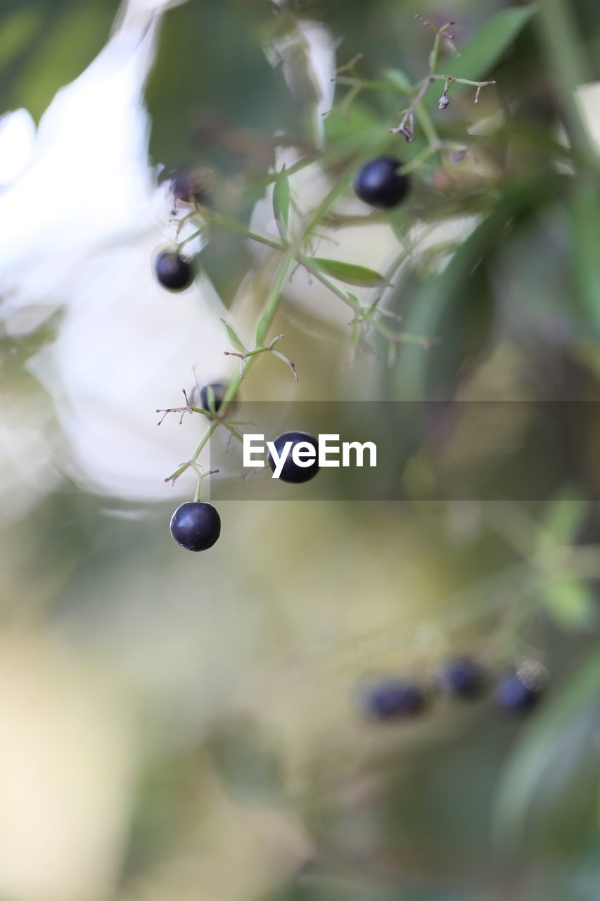CLOSE-UP OF BERRIES ON PLANT