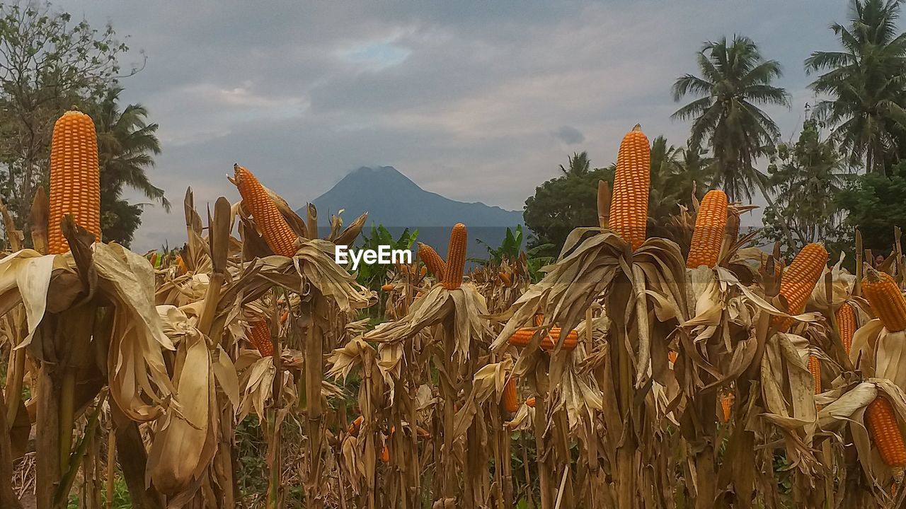 PANORAMIC VIEW OF CORN FIELD AGAINST SKY