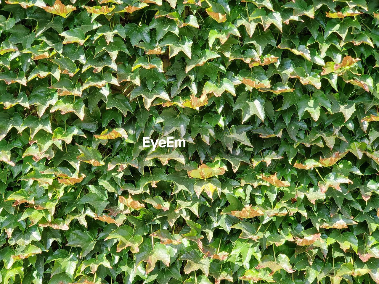 Full frame shot of ivy growing on land