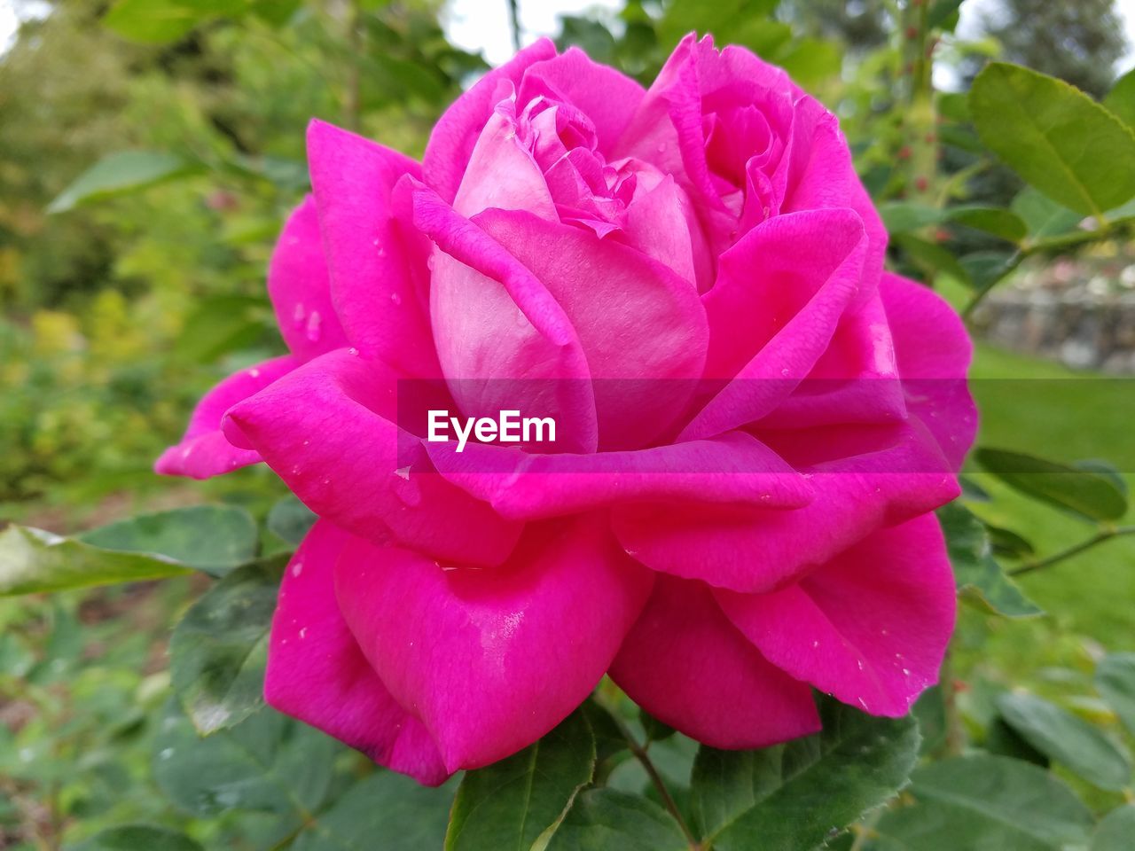 CLOSE-UP OF WET PINK ROSE GROWING OUTDOORS