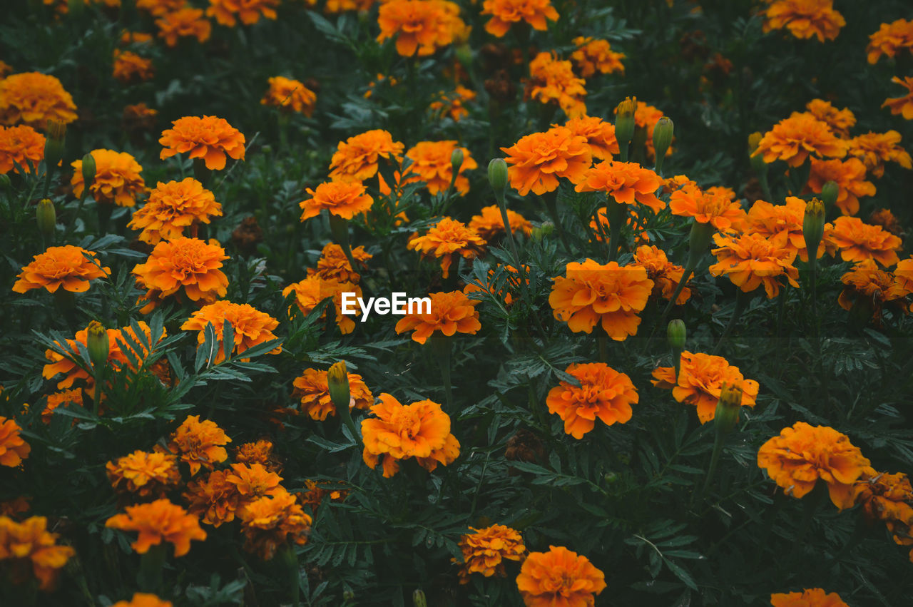 High angle view of orange flowering plants