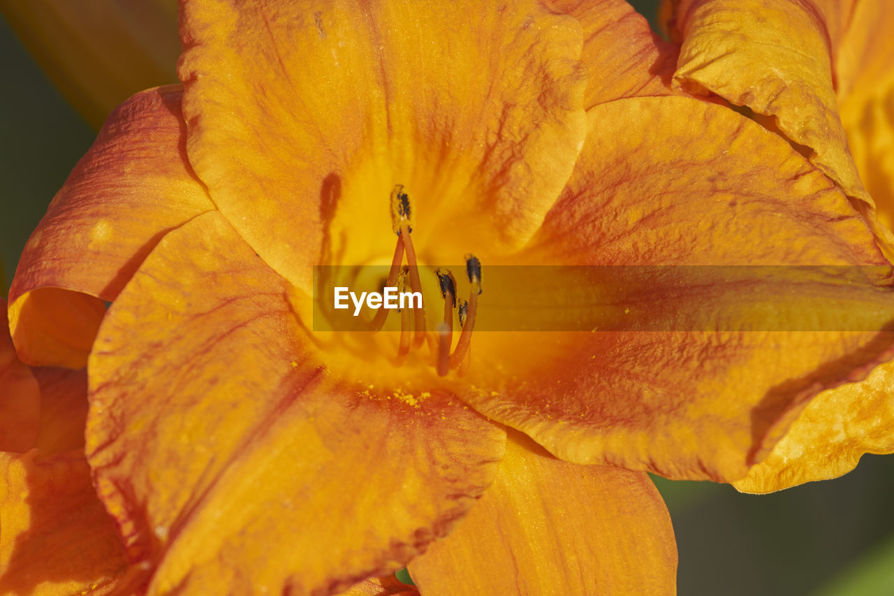 CLOSE-UP OF YELLOW DAY LILY ON PLANT