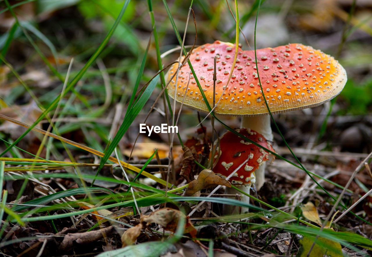 CLOSE-UP OF FLY AGARIC MUSHROOM