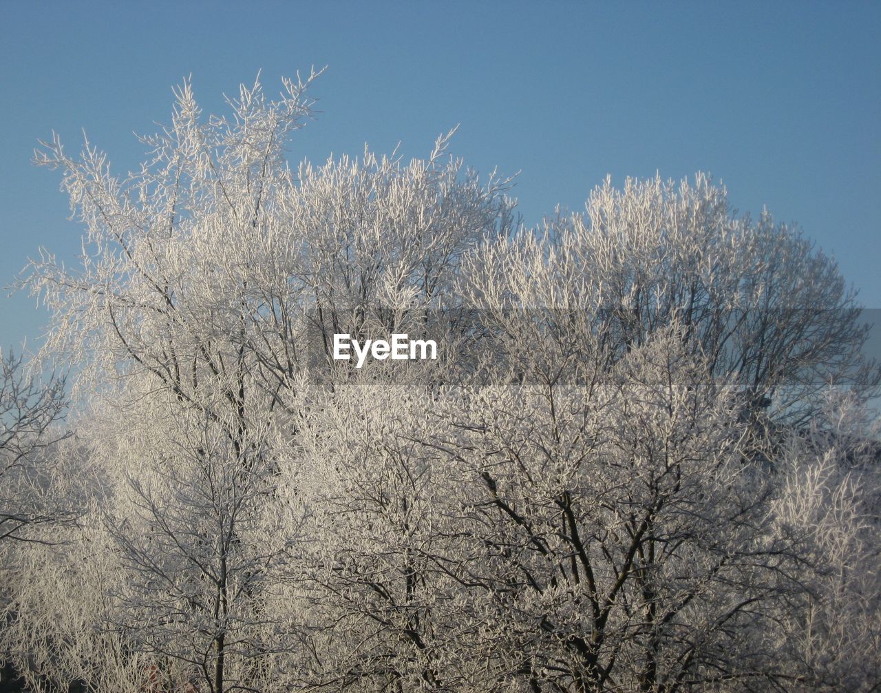 LOW ANGLE VIEW OF TREES AGAINST SKY