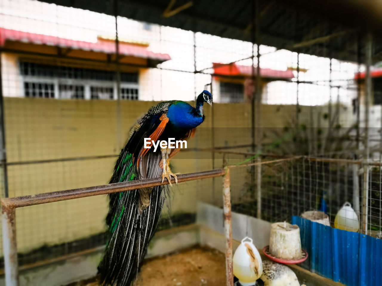 Peacock in a cage.