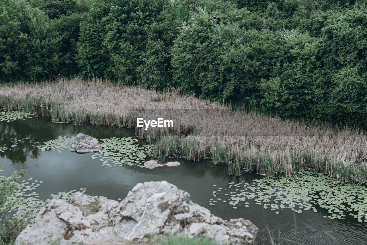 Scenic view of lake in forest