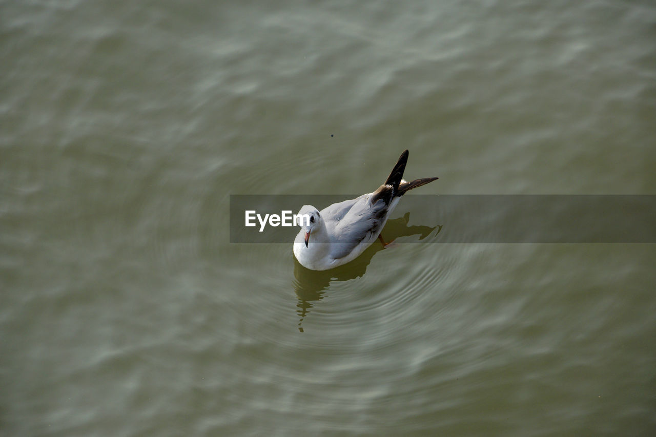 HIGH ANGLE VIEW OF SEAGULL SWIMMING