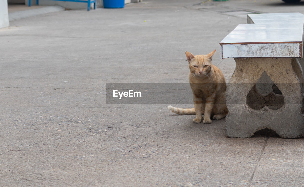 PORTRAIT OF TABBY CAT ON FOOTPATH