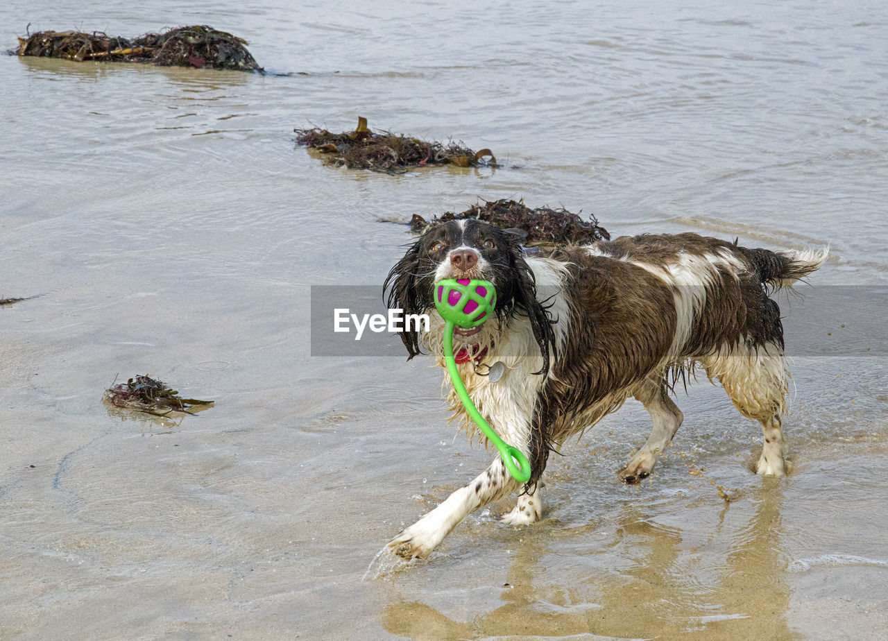 DOG RUNNING ON BEACH