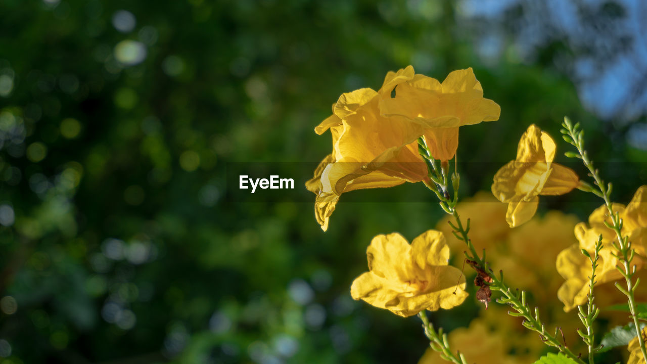 CLOSE-UP OF YELLOW FLOWERS