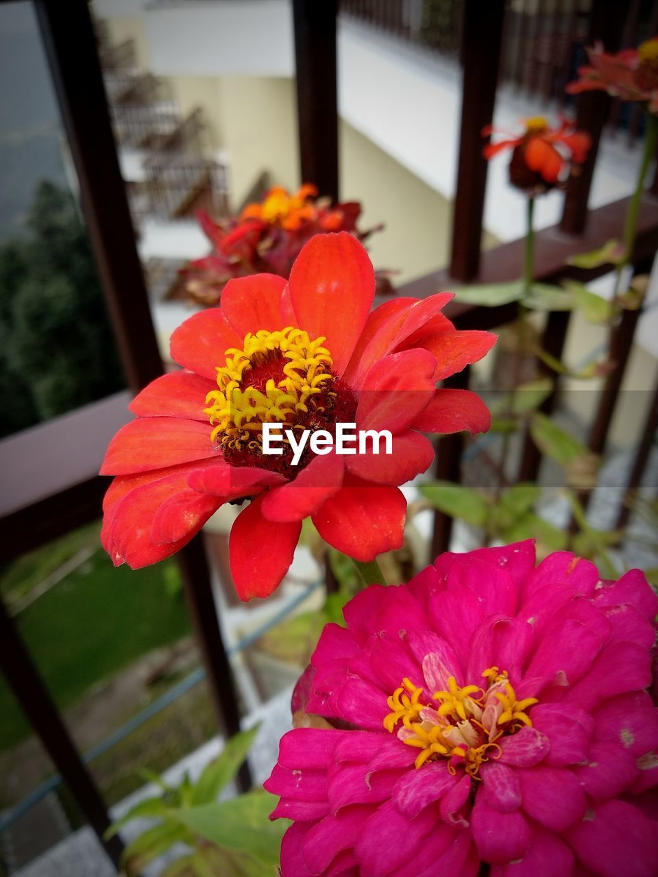CLOSE-UP OF FRESH ORANGE FLOWER BLOOMING OUTDOORS