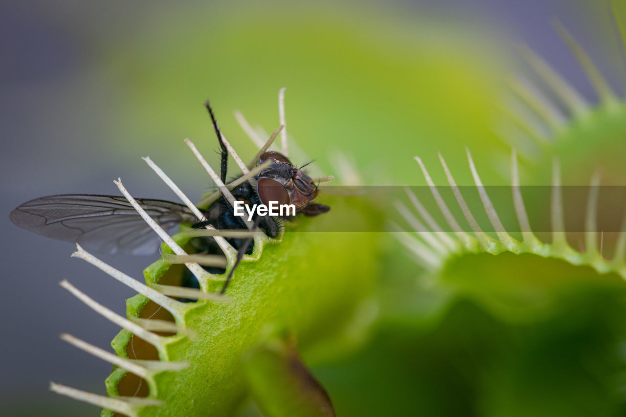 A macro image of a common green bottle fly caught inside one of the traps of a venus fly trap