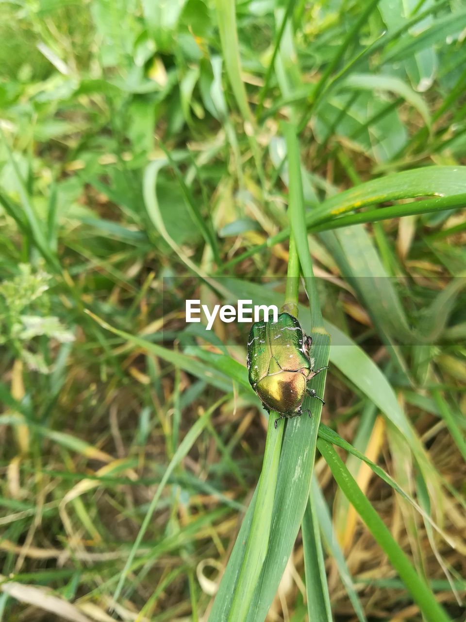 HIGH ANGLE VIEW OF INSECT ON PLANT