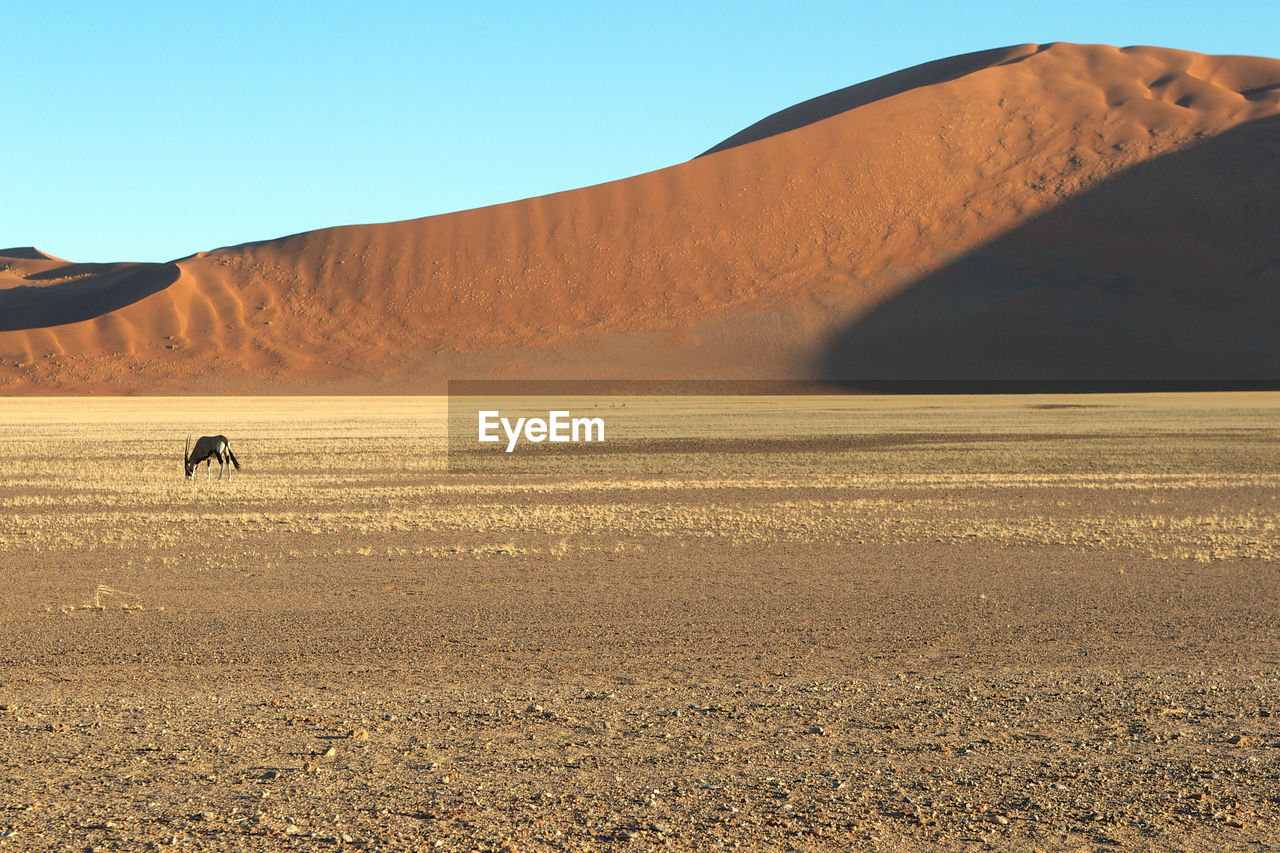 Scenic view of desert against clear sky