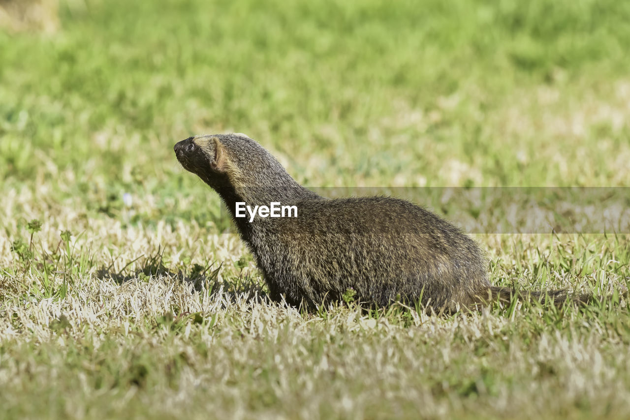 side view of squirrel on grassy field