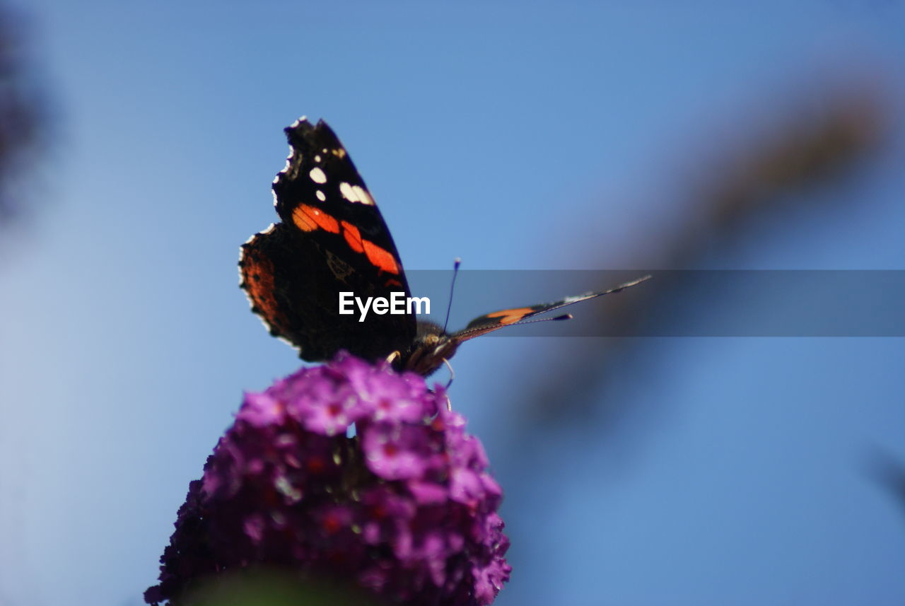 Butterfly perching on flower