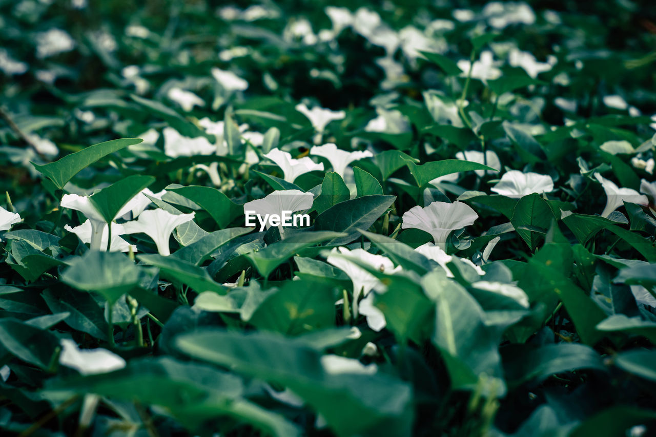 Full frame shot of plants