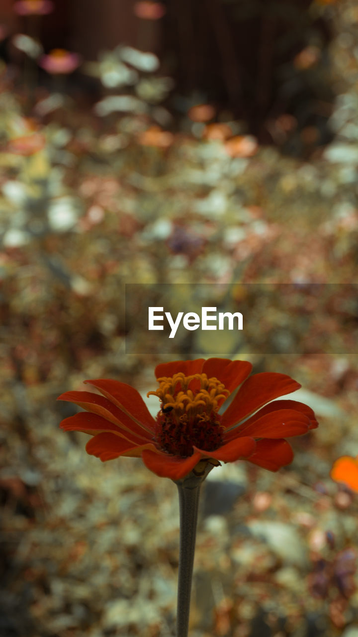 Close-up of orange flower