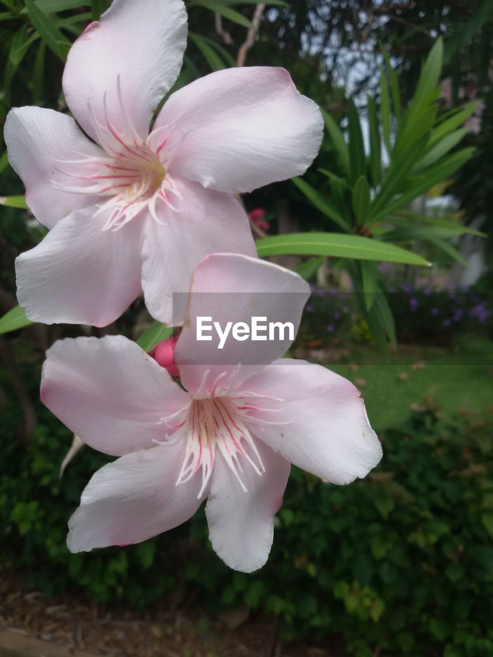 CLOSE-UP OF WHITE FLOWERS BLOOMING OUTDOORS