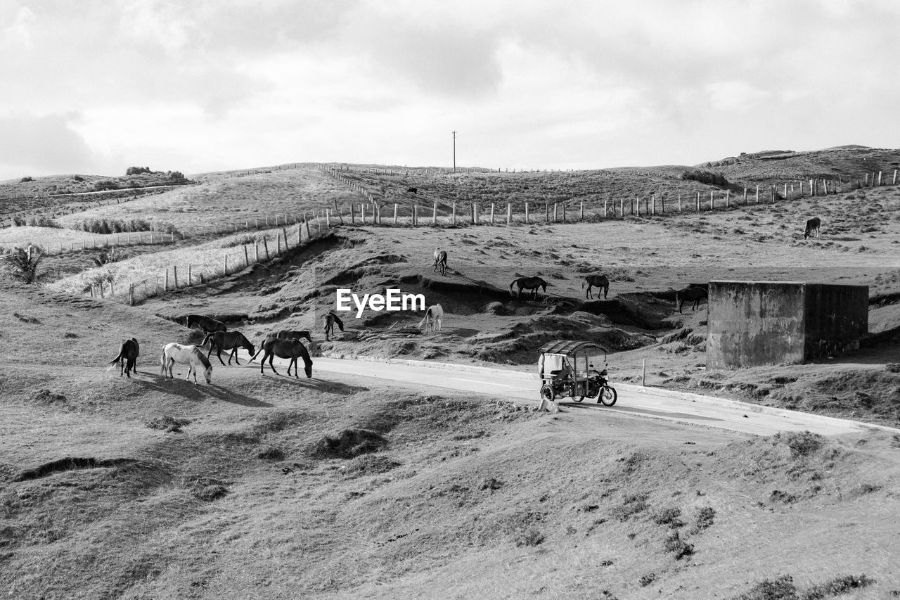 View of horse cart on field against sky