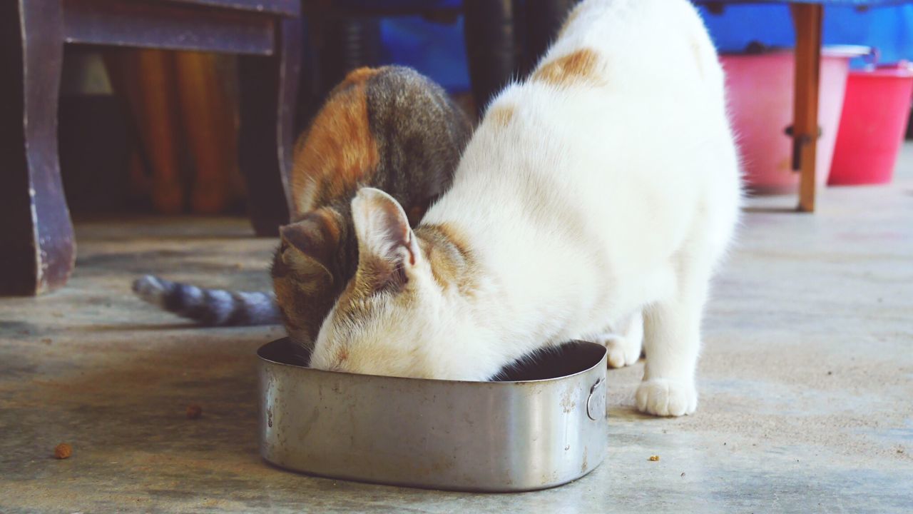 CLOSE-UP OF CAT SITTING ON TABLE