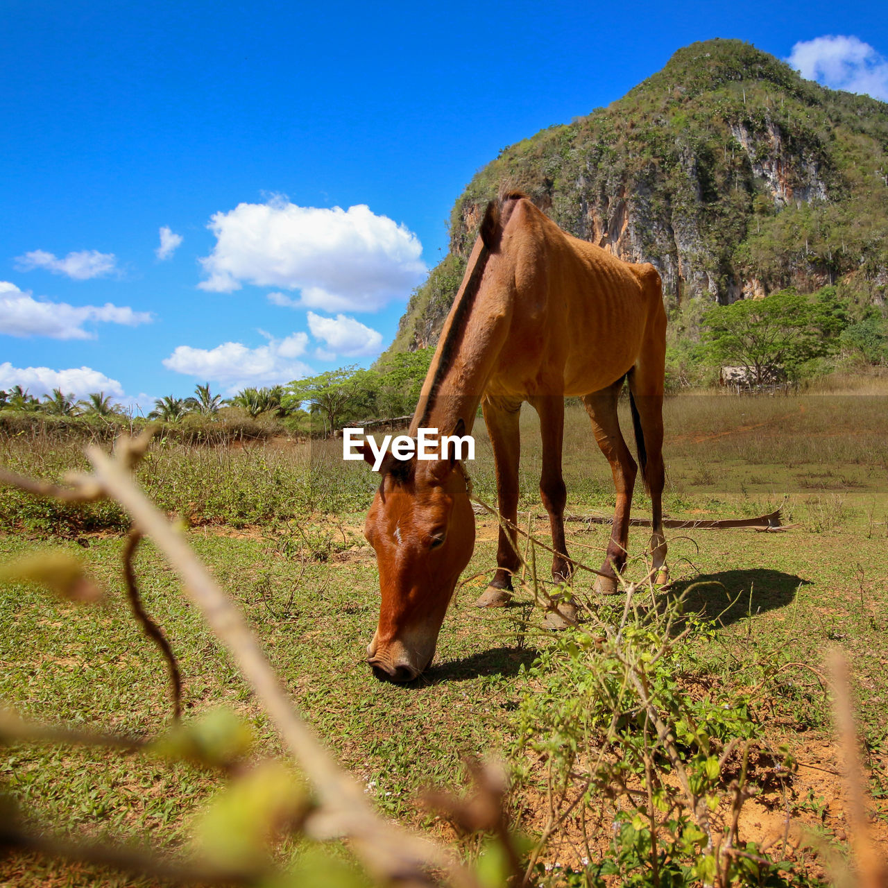 HORSE GRAZING IN FIELD