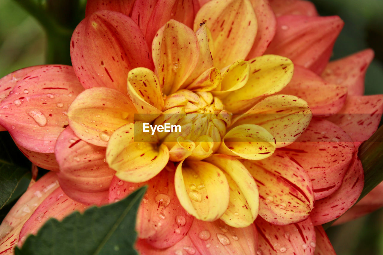 flower, plant, flowering plant, beauty in nature, freshness, flower head, petal, close-up, inflorescence, fragility, nature, yellow, macro photography, drop, growth, pollen, wet, pink, water, focus on foreground, lily, outdoors, no people, blossom, springtime, stamen, day, botany, multi colored, leaf