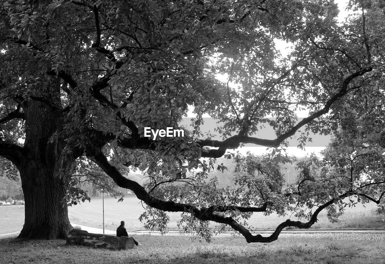 VIEW OF TREES AGAINST SKY