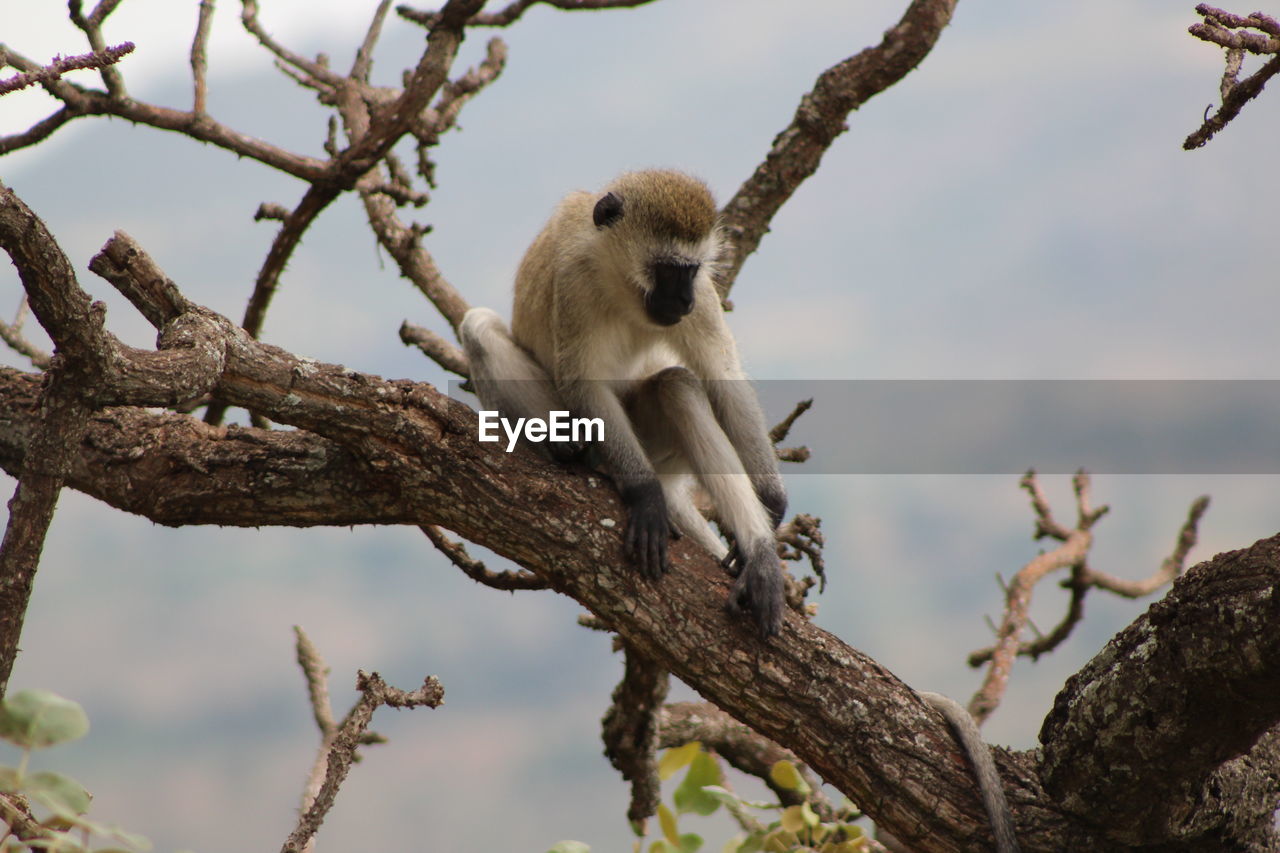 Monkey on branch