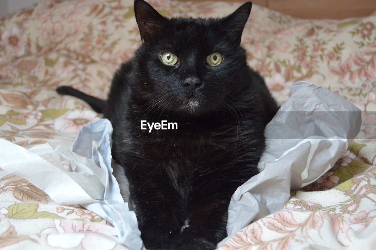 Portrait of cat sitting on bed