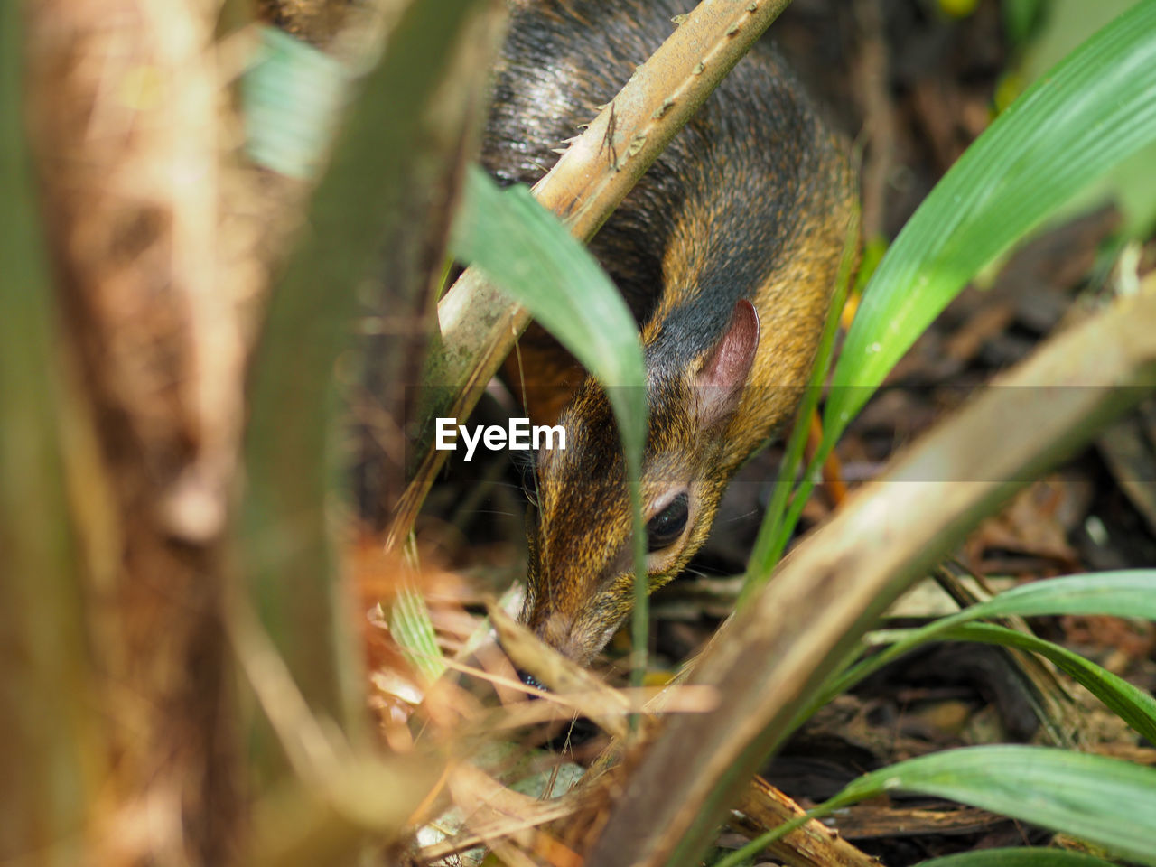 CLOSE-UP OF SNAKE